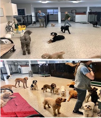 Spacious supervised Play Area 1 where vetted dogs in size and temperament play and have fun together